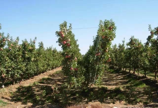 苹果树苗.jpg 苹果树苗.jpg