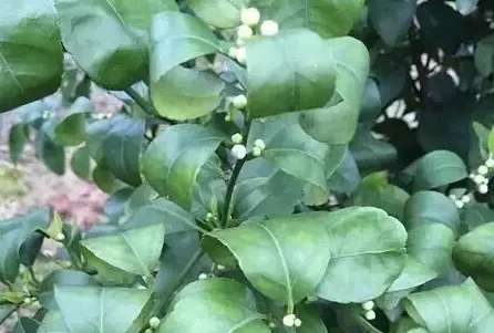 根结线虫.webp.jpg 根结线虫.webp.jpg