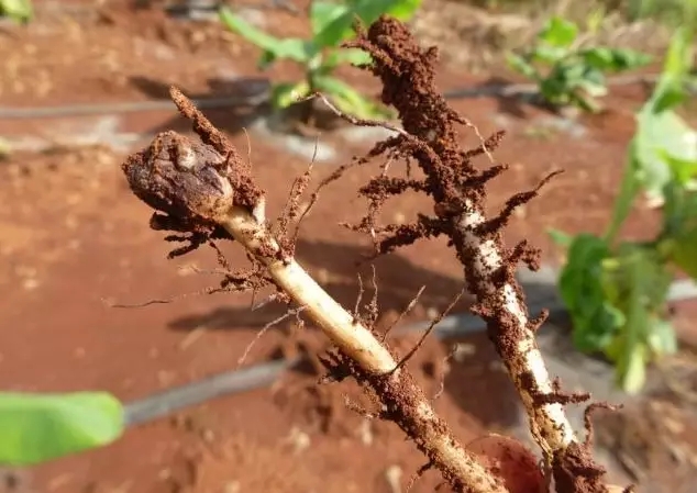 苹果根结线虫 1.webp.jpg