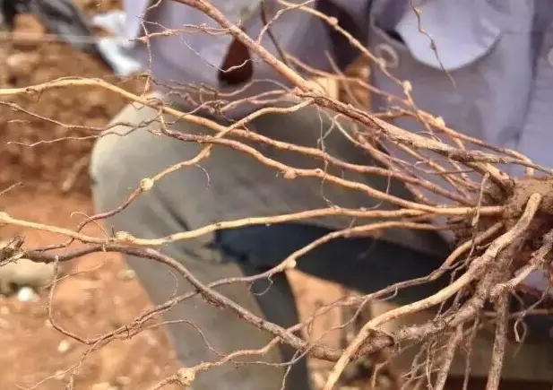 苹果根结线虫.webp.jpg 苹果根结线虫.webp.jpg