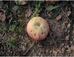 黑点病.jpg 黑点病.jpg