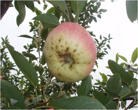 黑点病1.jpg 黑点病1.jpg