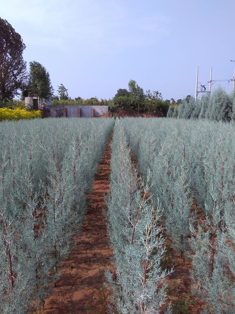 蓝冰柏.jpg 蓝冰柏.jpg