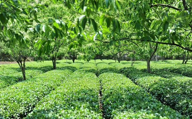 mmexport1509538558880.jpg 苹果苗