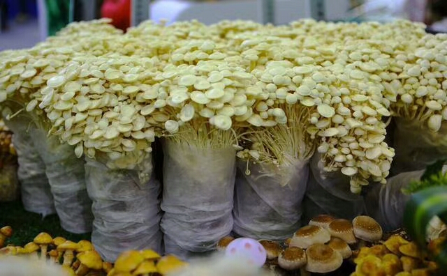 mmexport1509538574778.jpg 苹果苗1