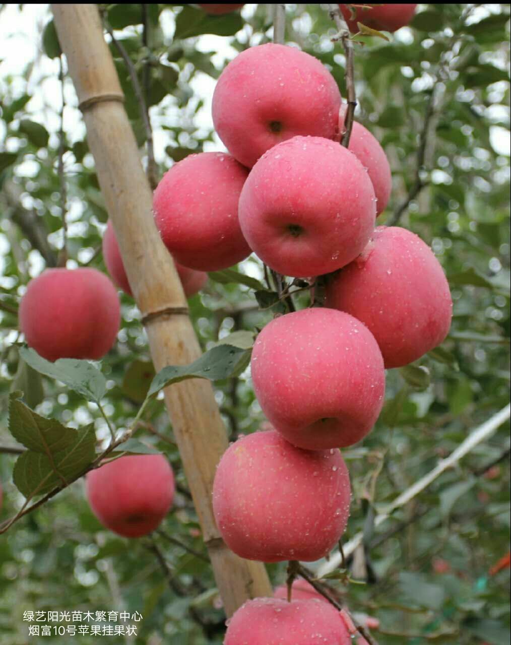 IMG_20170806_152510.JPG 烟富10号苹果苗