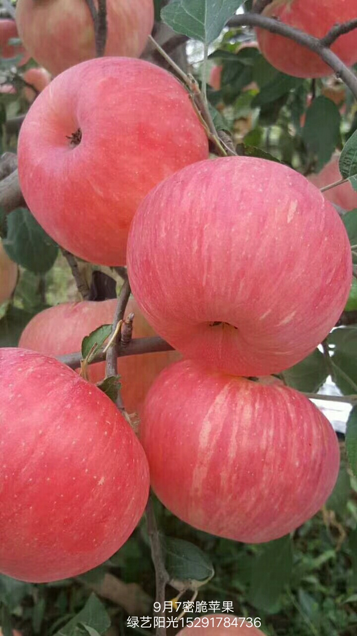 IMG_20171101_212224.JPG 苹果树