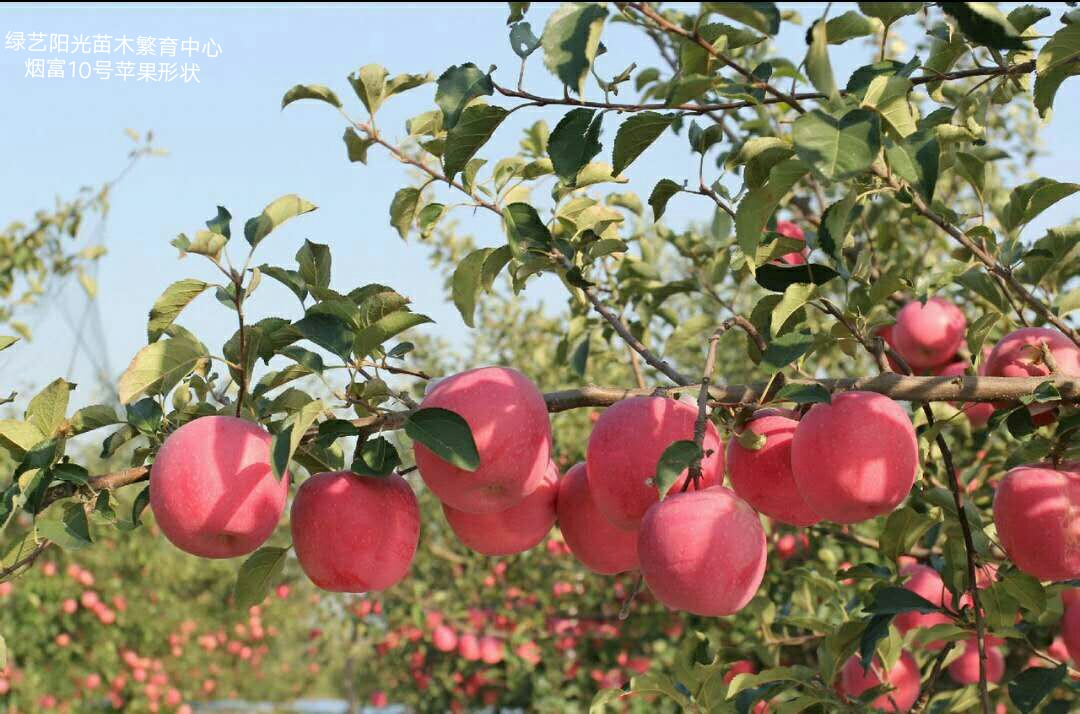 烟富101.jpg 烟富101.jpg