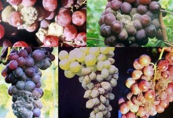 灰霉病.jpg 灰霉病.jpg