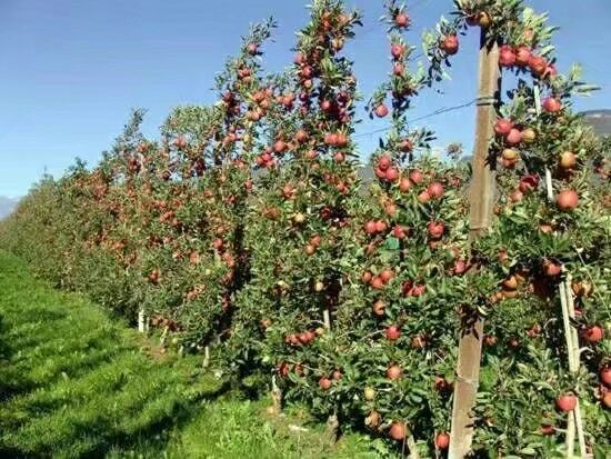 苹果树.jpg