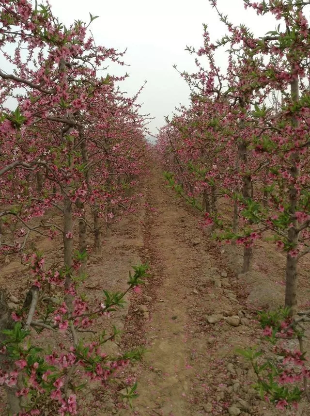 桃树1.jpg