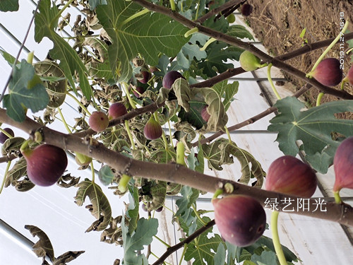 无花果新品种图片