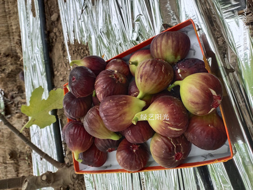 无花果新品种图片1
